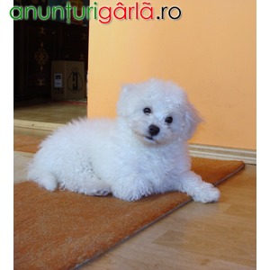 Imagine anunţ Bichon Frise