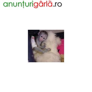 Imagine anunţ manta cu glugă maimuţe pentru adoptarea
