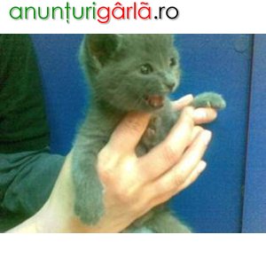 Imagine anunţ vand pisica albastru de Rusia