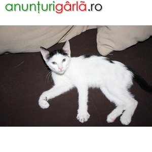 Imagine anunţ Adoptati un pisic mic