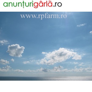 Imagine anunţ Rpfarm web design Bucuresti