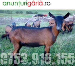 Imagine anunţ Vand capre Alpine franceze si Saanen - SUCEAVA