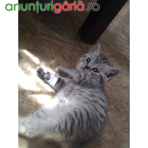 Imagine anunţ Vand pisicute british shorthair