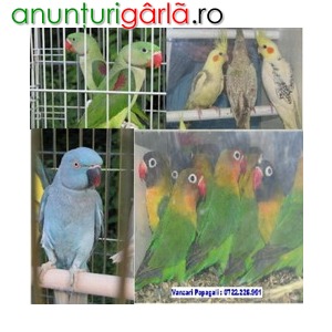 Imagine anunţ Vanzari papagali vorbitori