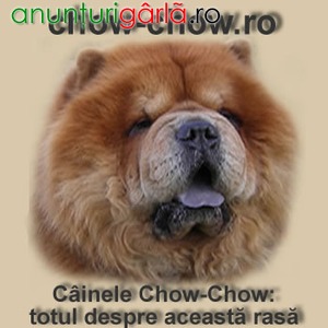 Imagine anunţ pui chow chow