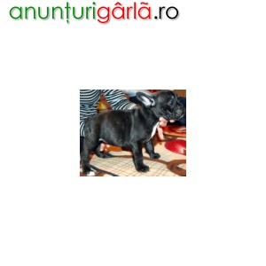 Imagine anunţ vind puiuti bulldog francez