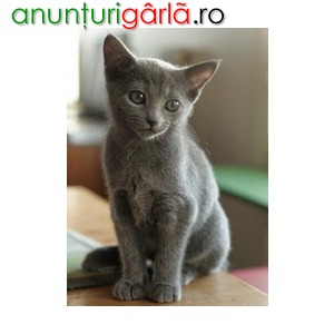 Imagine anunţ Vindem pisicute albastru de rusia, persana, birmaneza din cea mai pura rasa