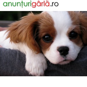 Imagine anunţ Caut spre adoptie Bichon Maltez sau beagle de maim 8 saptamani