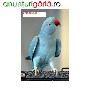 Papagali vorbitori de vanzare - Animale de companie, Pasari Bucuresti