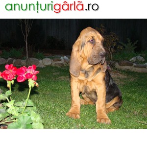 Imagine anunţ Pui de Chien de Saint Hubert- Bloodhound