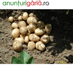Imagine anunţ Vand cartofi noi 2011, productie proprie