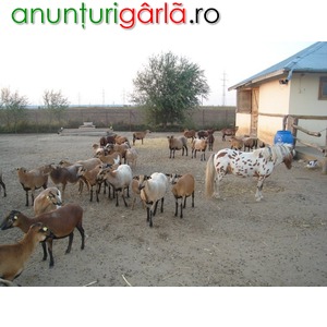 Imagine anunţ Vand oi de Camerun