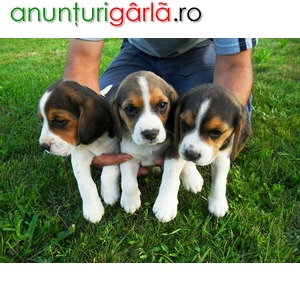 Imagine anunţ catei beagle de vanzare