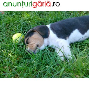 Imagine anunţ de vanzare catei rasa beagle