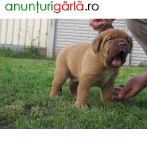 Imagine anunţ Canisa vinde pui Dog de Bordeaux, exemplare superbe