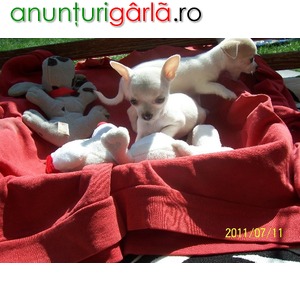 Imagine anunţ Vand 3 pui Chihuahua toy, catei mici de companie