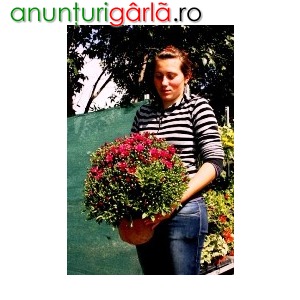 Imagine anunţ Vand crizantema multiflora