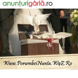 Imagine anunţ Inchiriem porumbei albi pentru nunti constanta