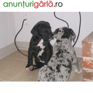Imagine anunţ Dog German - catei de rasa pura
