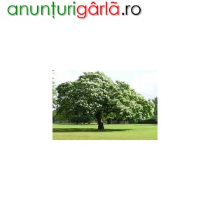 Imagine anunţ Vand catalpa ( arbore ornamental prin flori si frunze) cu inaltimea intre 2 si 3 m din pepinire propie , perfect alimatizat , cat si alte plante ornamentale.