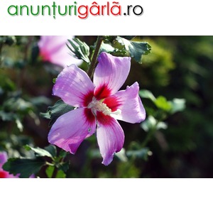 Imagine anunţ Vand hibiscus syriacus cu inaltimea intre 80 cm si 100 cm. din pepiniera proprie, 4-5 ramificatii pentru gard viu sau solitar , perfect alimatizat , cat si