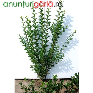 Imagine anunţ Vand ligustrum ovalifolium cu inaltimea de 30 cm din pepiniera propie 3-4 ramificatii pentru gard viu sau solitar cat si diverse alte plante ornamentale (tuia ,