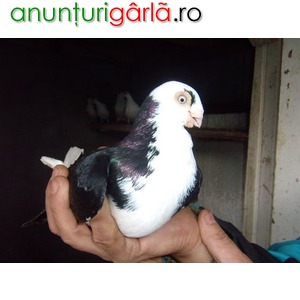 Imagine anunţ Vand porumbei galateni