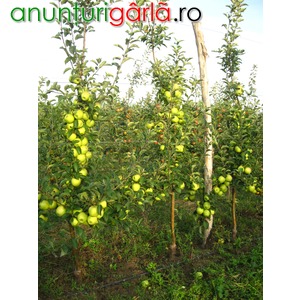 Imagine anunţ Pepiniera pomi fructiferi