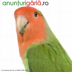 Imagine anunţ Pui papagal agapornis