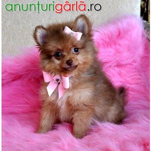 Imagine anunţ Sănătoşi pui Pomeranian pentru adoptare