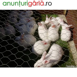 Imagine anunţ iepuri