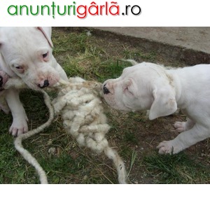 Imagine anunţ vand catei dog argentinian