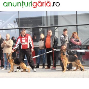 Imagine anunţ Canisa vinde catei de ciobanesc german cu pedigree Telefon 0724164387
