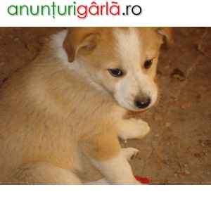 Imagine anunţ Ofer 3 catelusi metisi spre adoptie GRATIS
