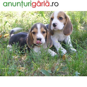 Imagine anunţ vand catei beagle