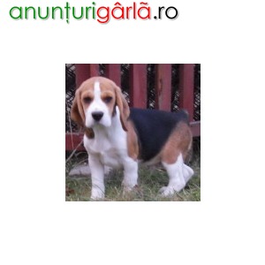 Imagine anunţ de vanzare pui beagle cu pedigree