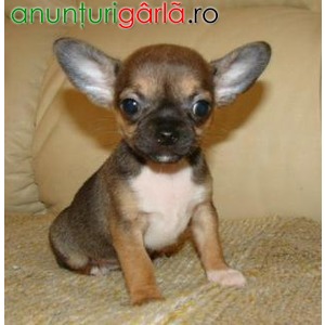 Imagine anunţ Pui Chihuahua de vanzare