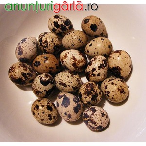 Imagine anunţ Prepelite si oua de prepelite