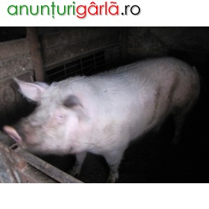 Imagine anunţ porc metis pret avantajos