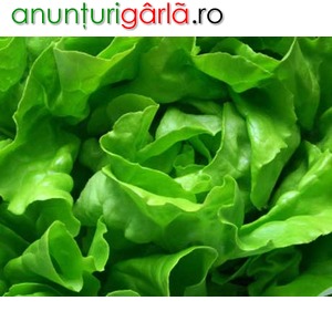 Imagine anunţ vand salata verde si ceapa verde