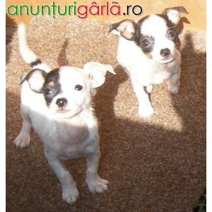 Imagine anunţ Chihuahua rasa pura 500 ron