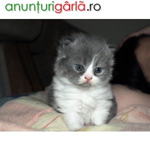 Imagine anunţ Vand pui pisica persana