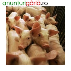 Imagine anunţ FERME DE ANIMALE AUSTRIA 1.200 EUR