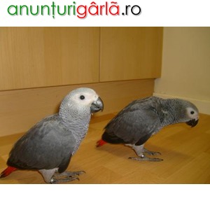 Imagine anunţ Perechi de papagalii gri african de vânzare