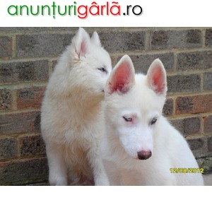 Imagine anunţ Pure White Siberian Husky Pups