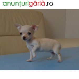 Imagine anunţ Vand pui Chihuahua