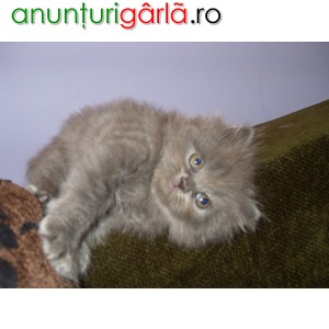 Imagine anunţ pisici persane