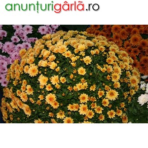 Imagine anunţ Crizanteme de vanzare.