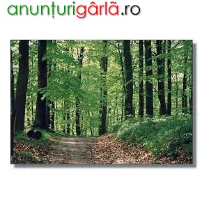 Imagine anunţ Domeniul forestier Germania 1400euro/ luna