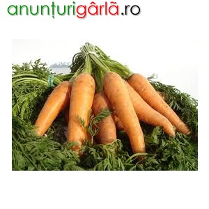 Imagine anunţ Recoltat de morcovi in Germania 1200 EURO/luna